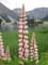 arosa