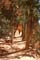 bryce canyon