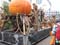 Europapark + Terenzi Horror Night mit Steffi